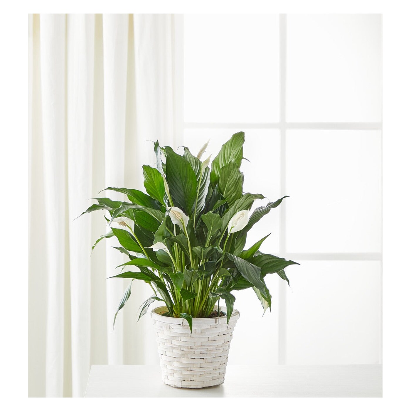 A New Leaf Peace Lily flower arrangement